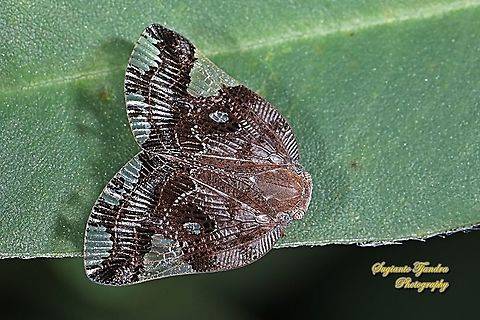 Ricaniid Planthopper, Ricania speculum, Ricaniidae  Geotagged,Indonesia,Ricania speculum,Ricaniid Planthopper,Spring