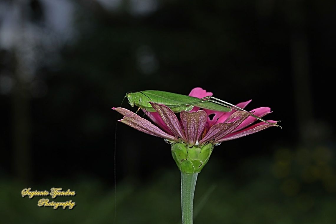 Fork-tailed Bush Katydid, Tettigoniidae  Geotagged,Indonesia,Spring