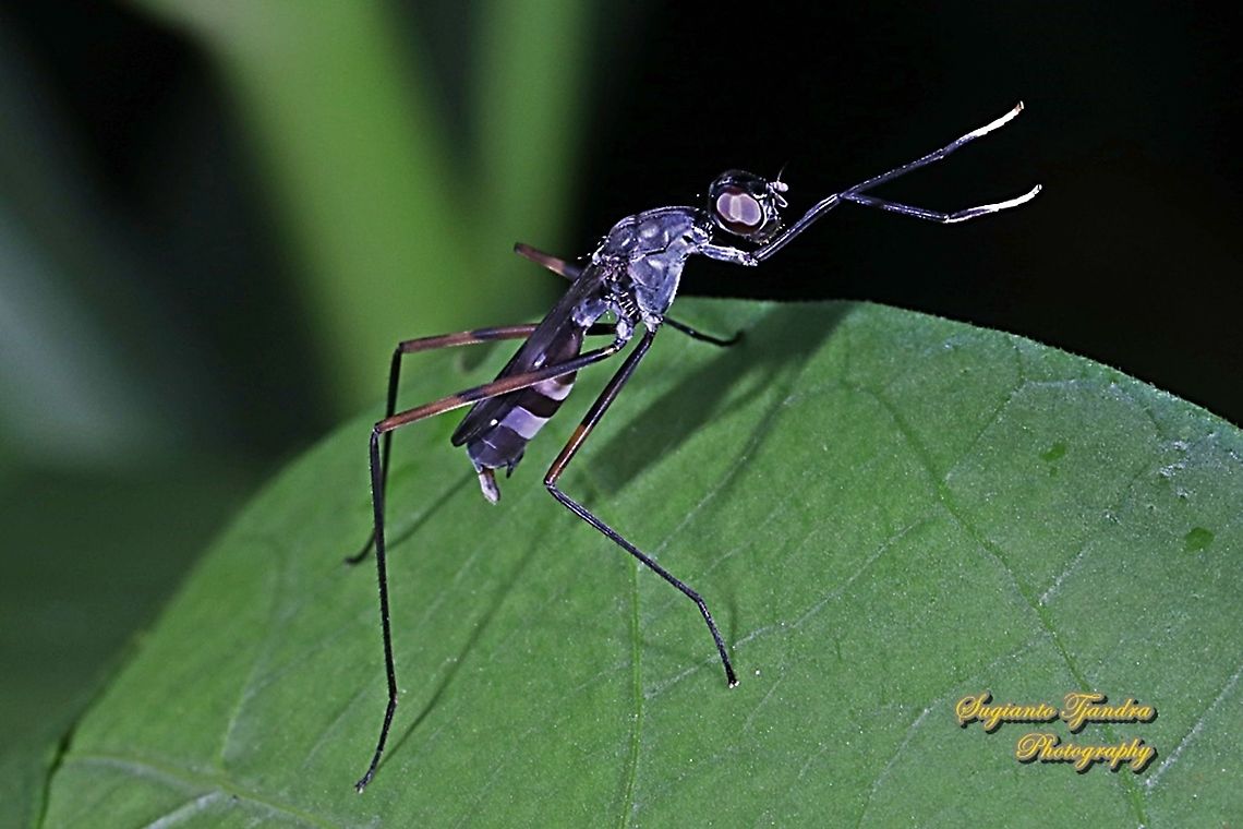Stilt-Legged Fly, Taeniaptera trivittata,  Geotagged,Indonesia,Spring,Taeniaptera trivittata