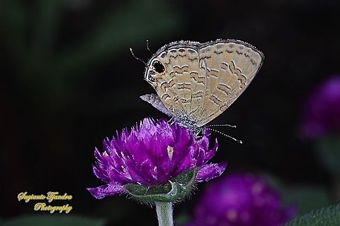 The Common Line Blue, Prosotas nora superdates, Lycaenidae sucking nectar on the Bachelor's Button flower, Gomphrena Globosa  Common lineblue,Geotagged,Indonesia,Prosotas nora,Spring