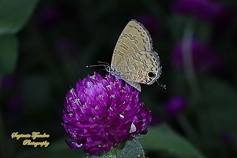 The Common Line Blue, Prosotas nora superdates, Lycaenidae sucking nectar on the Bachelor's Button flower, Gomphrena Globosa  Common lineblue,Geotagged,Indonesia,Prosotas nora,Spring