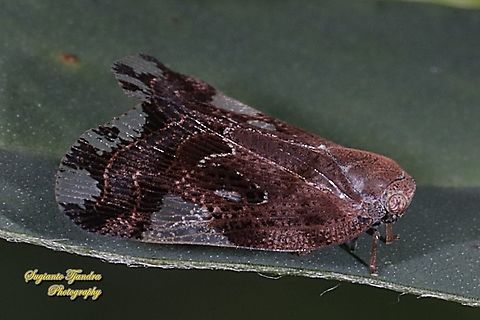 Ricaniid Planthopper, Ricania speculum, Ricaniidae  Geotagged,Indonesia,Ricania speculum,Ricaniid Planthopper,Spring