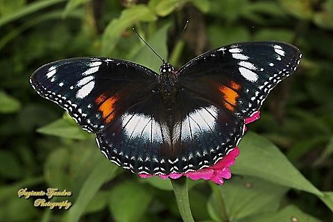 Great eggfly, Hypolimnas bolina bolina  - Upperside, female sucking nectar on the Zinnia flower  Great eggfly,Hypolimnas bolina