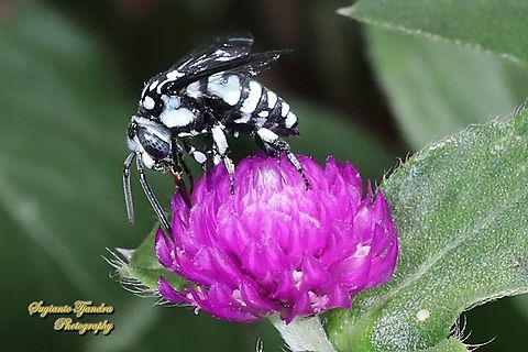 Neon cuckoo bee, Thyreus nitidulus sucking nectar on the Bachelor's Button flower, Gomphrena Globosa  Geotagged,Indonesia,Neon cuckoo bee,Spring,Thyreus nitidulus