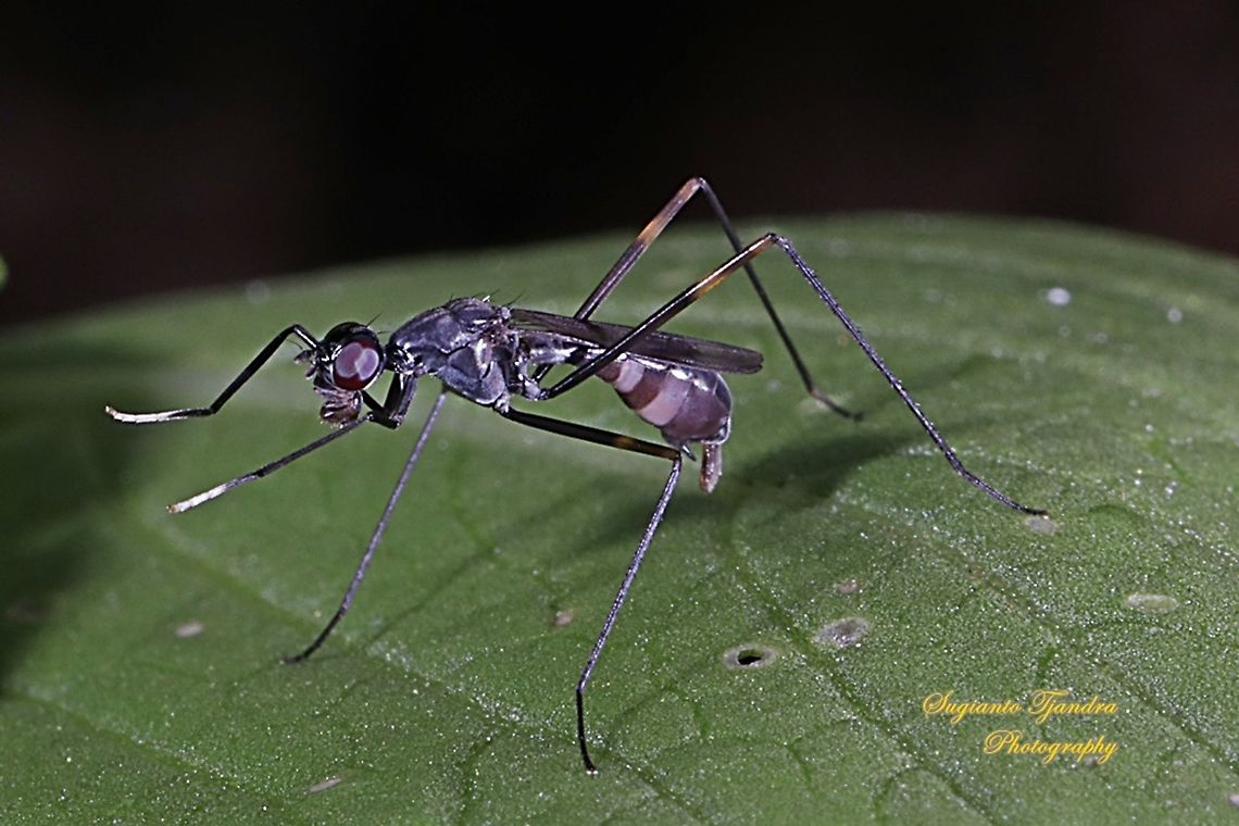 Stilt-Legged Fly, Taeniaptera trivittata, Family Micropezidae  Geotagged,Indonesia,Spring,Taeniaptera trivittata