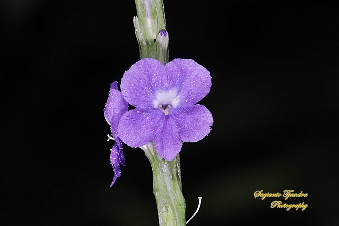 Bunga Pecut Kuda/Blue Snakeweed (Stachytarpheta indica)  Geotagged,Indonesia,Spring,Stachytarpheta indica