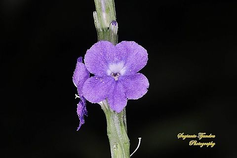 Bunga Pecut Kuda/Blue Snakeweed (Stachytarpheta indica)  Geotagged,Indonesia,Spring,Stachytarpheta indica