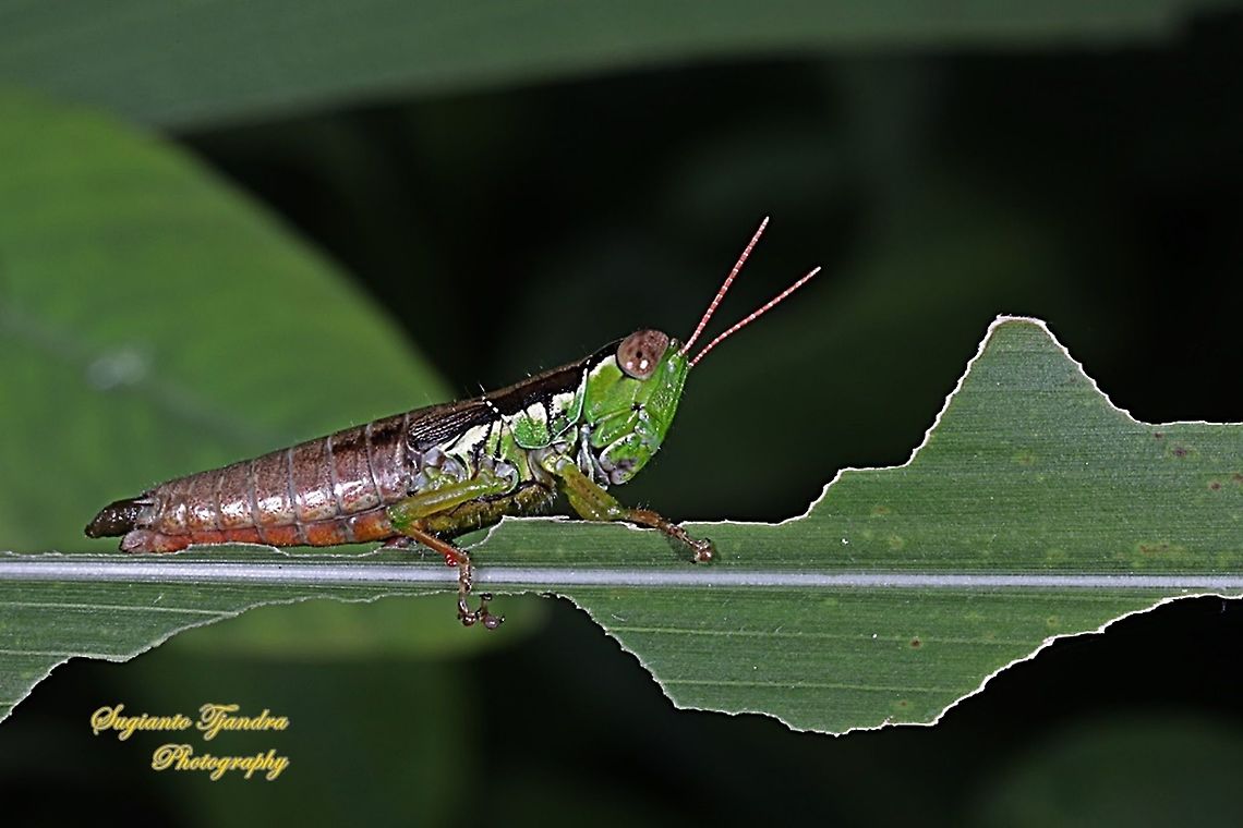 Grasshopper, Caryandra Spuria  West Java, Indonesia  Caryandra Spuria,Geotagged,Indonesia,Spring