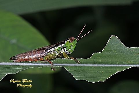 Grasshopper, Caryandra Spuria  West Java, Indonesia  Caryandra Spuria,Geotagged,Indonesia,Spring