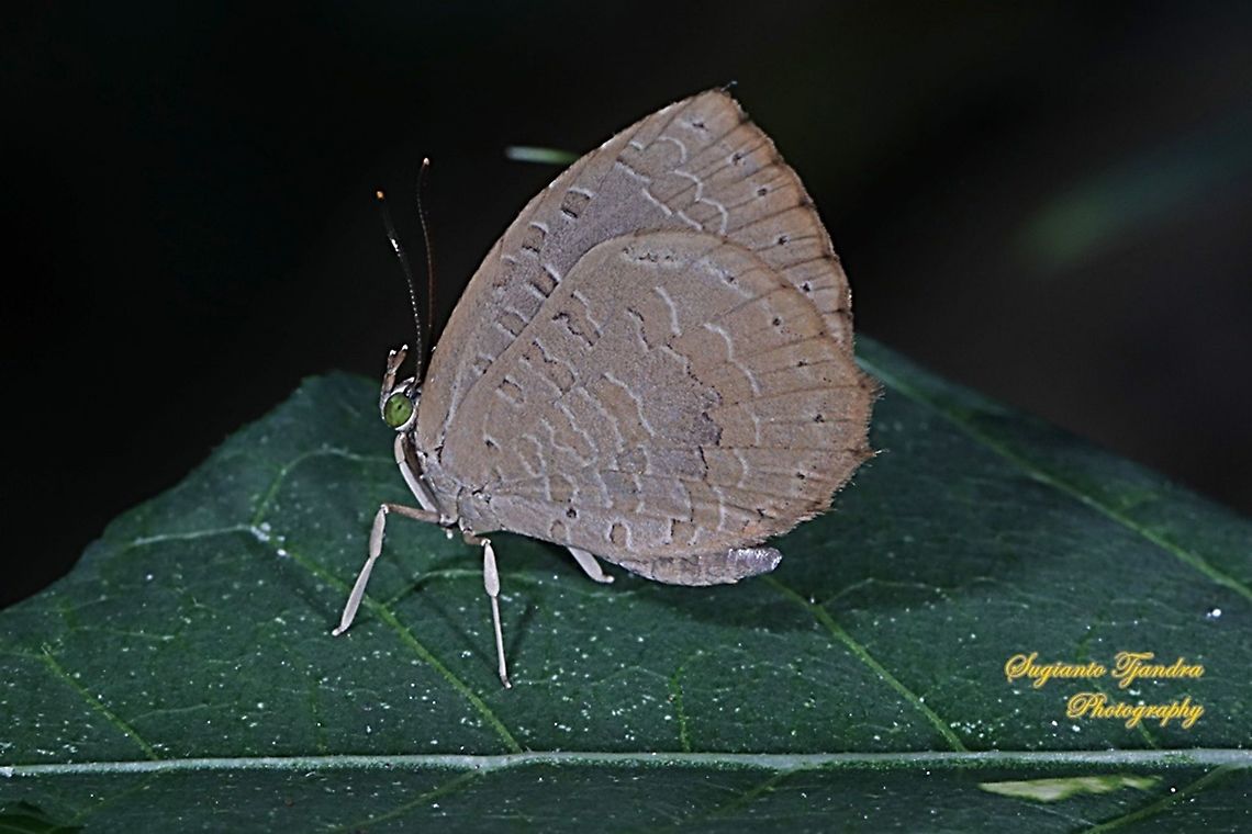 Miletus gopara gopara, family Lycaenidae  Geotagged,Indonesia,Miletus gopara,Spring