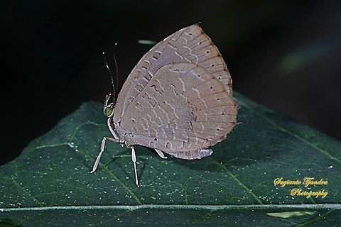 Miletus gopara gopara, family Lycaenidae  Geotagged,Indonesia,Miletus gopara,Spring