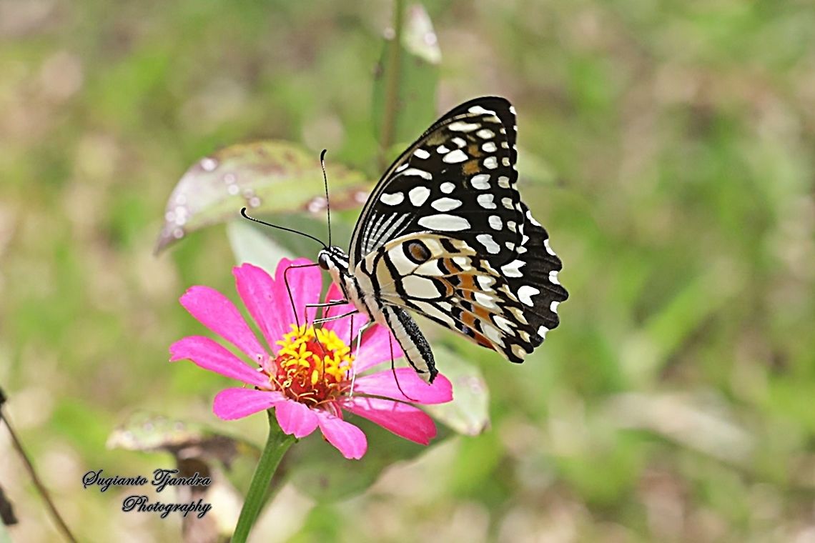 Common Lime butterfly (Papilio demoleus) "sucking nectar on the Zinnia flower"  Geotagged,Indonesia,Lime Swallowtail,Papilio demoleus,Spring