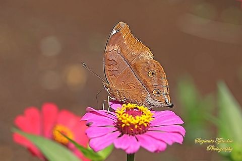 Autumn leaf butterfly, Doleschallia bisaltide - "sucking nectar on the Zinnia flower"  Autumn leaf,Doleschallia bisaltide,Geotagged,Indonesia,Spring