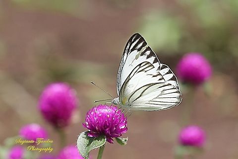 Striped Albatross Butterfly, Appias olferna olferna -male sucking nectar on the Bachelor's Button flower, Gomphrena Globosa  Appias olferna,Eastern striped albatross,Geotagged,Indonesia,Spring