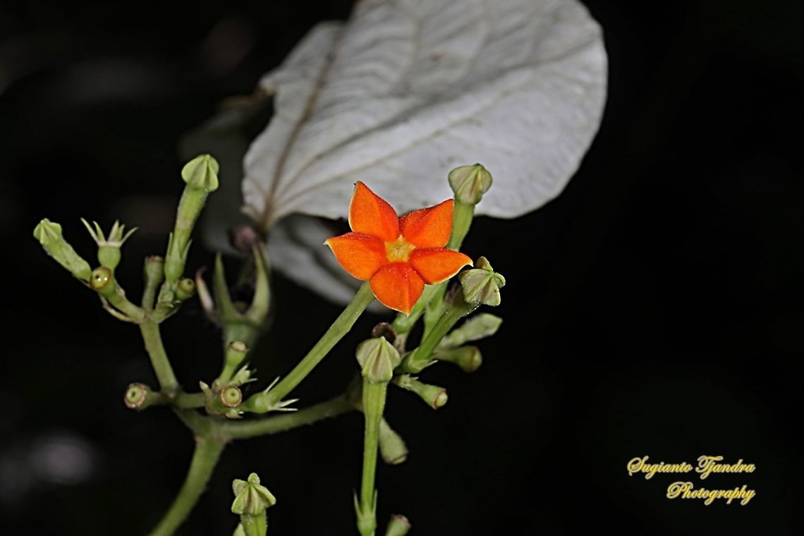 The Star of Bunga Nusa Indah flower, Mussaenda erythrophylla  Geotagged,Indonesia,Mussaenda erythrophylla,Spring