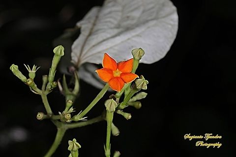 The Star of Bunga Nusa Indah flower, Mussaenda erythrophylla  Geotagged,Indonesia,Mussaenda erythrophylla,Spring