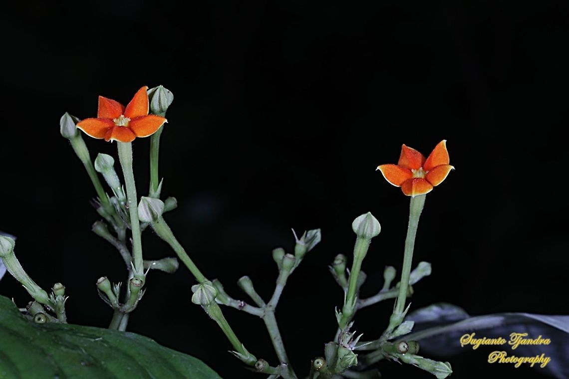 The Star of Bunga Nusa Indah flower, Mussaenda erythrophylla  Ashanti Blood,Geotagged,Indonesia,Mussaenda erythrophylla,Spring