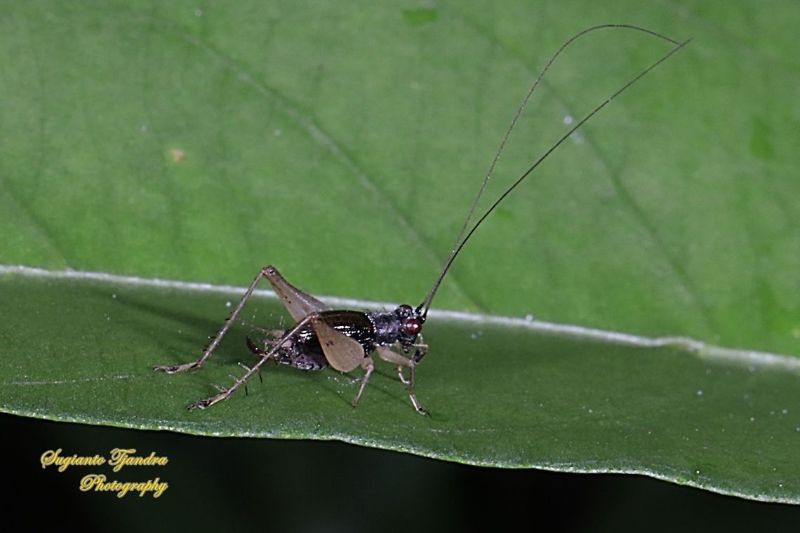 Pygmy Bush Cricket, Trigonidium,  family Trigonidiinae  Geotagged,Indonesia,Spring