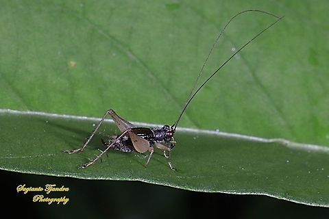 Pygmy Bush Cricket, Trigonidium,  family Trigonidiinae  Geotagged,Indonesia,Spring