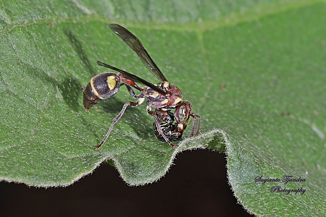 Small Brown Paper Wasp, Ropalidia Sp with prey  Geotagged,Indonesia,Spring