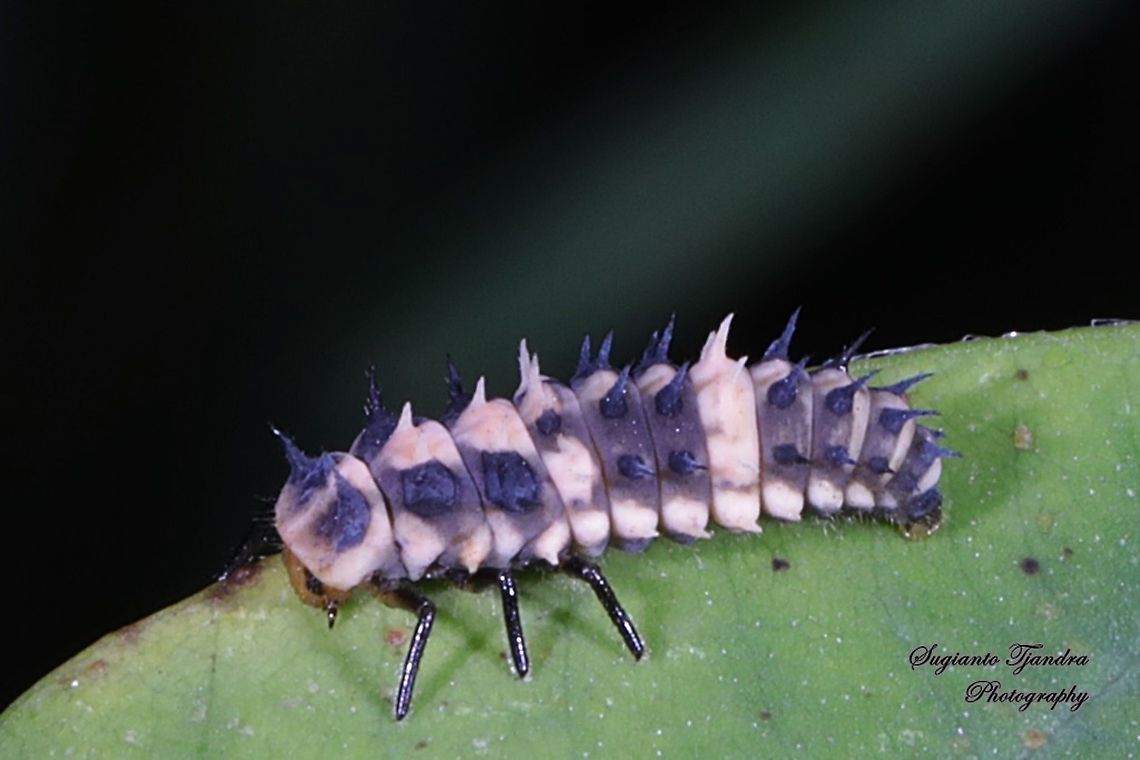 Ladybird beetles larvae, family Coccinellidae  Cheilomenes sexmaculata,Geotagged,Indonesia,Spring,Zigzag Ladybird
