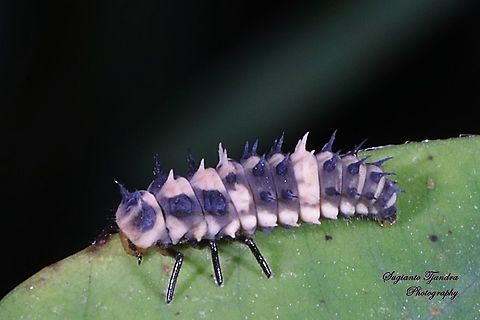 Ladybird beetles larvae, family Coccinellidae  Cheilomenes sexmaculata,Geotagged,Indonesia,Spring,Zigzag Ladybird