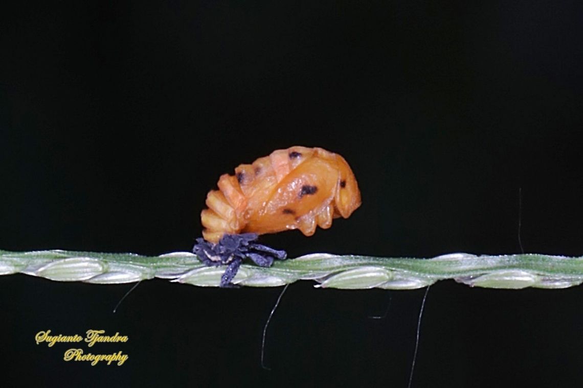 Ladybird beetles pupae, family Coccinellidae  Geotagged,Indonesia,Spring