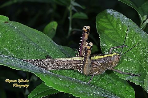 Javanese Grasshopper, Valanga nigricornis, Acrididae  Geotagged,Indonesia,Javanese grasshopper,Spring,Valanga nigricornis