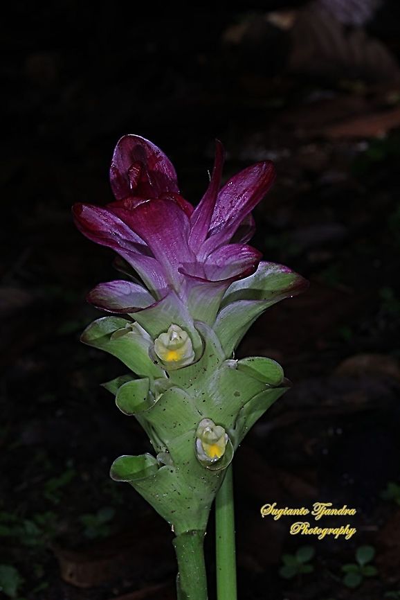 Pink Wild Turmeric Flower, Curcuma aromatica  Curcuma aromatica,Geotagged,Indonesia,Spring