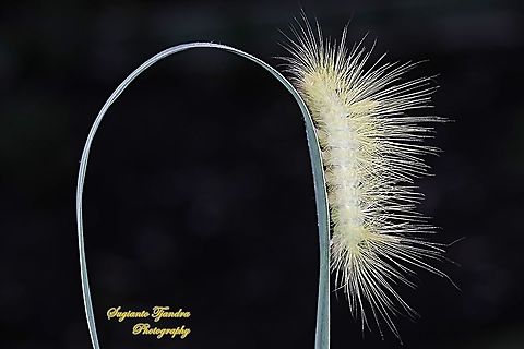 Yellow hairy Tussock Moth Caterpillar, Calliteara horsfieldii  Calliteara horsfieldii,Geotagged,Horsfields tussock moth,Indonesia,Spring