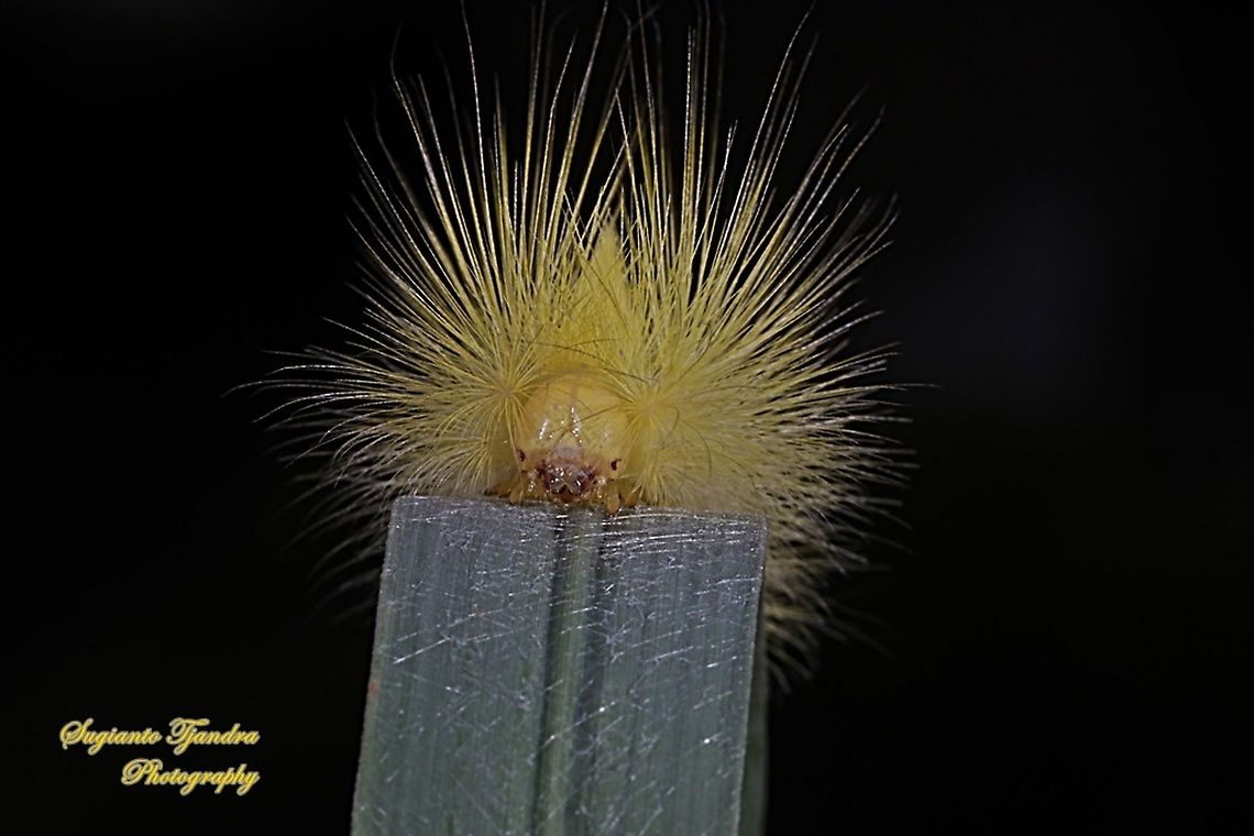 Yellow hairy Tussock Moth Caterpillar, Calliteara horsfieldii  Calliteara horsfieldii,Geotagged,Horsfields tussock moth,Indonesia,Spring