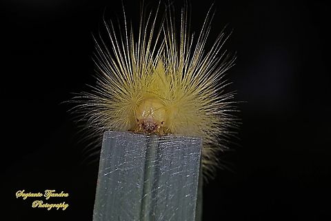 Yellow hairy Tussock Moth Caterpillar, Calliteara horsfieldii  Calliteara horsfieldii,Geotagged,Horsfields tussock moth,Indonesia,Spring
