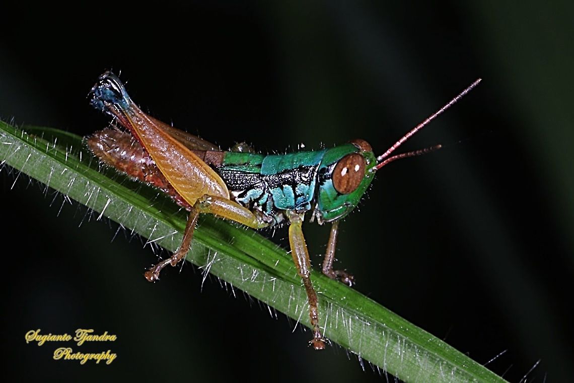 Grasshopper, Caryandra Spuria  Caryandra Spuria,Geotagged,Indonesia,Spring