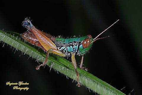 Grasshopper, Caryandra Spuria  Caryandra Spuria,Geotagged,Indonesia,Spring