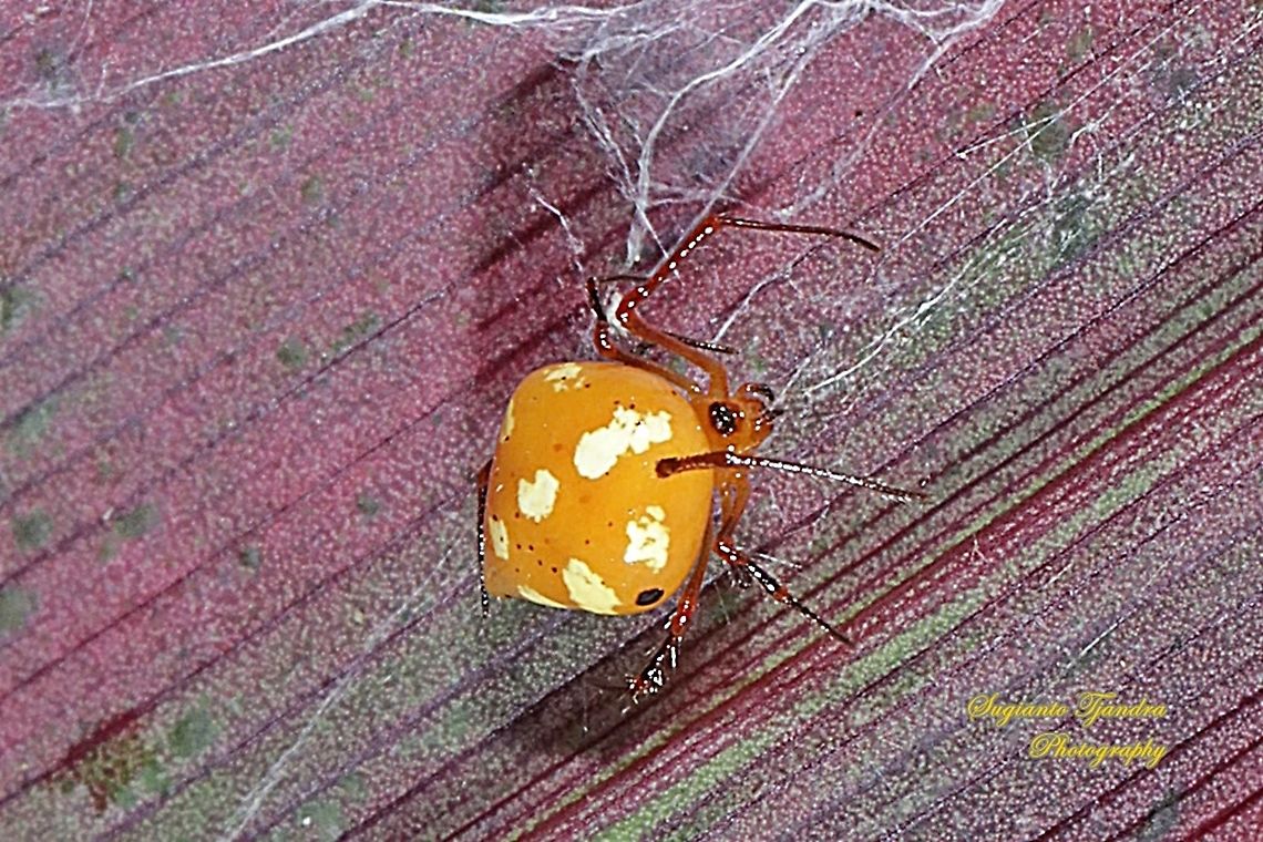 The red and silver dewdrop spider, Argyrodes flavescens  (???)  Geotagged,Indonesia,Spring