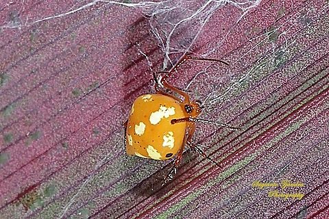 The red and silver dewdrop spider, Argyrodes flavescens  (???)  Geotagged,Indonesia,Spring