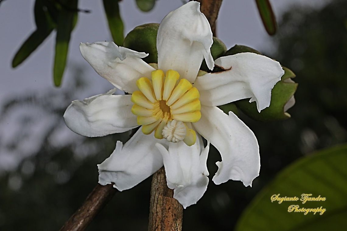 Harendong monyet / jambu tangkalak flower,  Bellucia axinanthera Jambu tangkalak is the name of a type of fruit tree belonging to the Senggani tribe (Melastomataceae). In West Java , this fruit is also known as jamolok , harendong gede, harendong raja , harendong monyet or commonly known as harendong .<br />
<br />
In Spanish it is known as guayabilla or pera . While the scientific name is Bellucia axinanthera<br />
It is estimated that Tangkalak guava was imported from Costa Rica with the intention of being used for its fruit. This tree grows quickly, and at the age of one year it can bear fruit as long as it gets enough sunlight . Suitable for the climate in Indonesia , these plants then spread and spread everywhere. It may also have been planted in several places as a ground cover crop, to prevent erosion . At suitable locations, guava tangkalak quickly become weeds that dominate the lower layer of secondary forest . This weed can be found, for example in Bogor , Sukabumi , South Sumatra, Jambi and West Kalimantan .<br />
<br />
The fruit is preferred by frugivores such as civets , squirrels , monkeys and various types of birds . At the same time, these animals act as seed dispersers.<br />
<br />
In Bogor, the broad guava leaves are used as food wrappers during the feast ; while the wood is used as fire wood . Bellucia pentamera,Geotagged,Indonesia,Spring