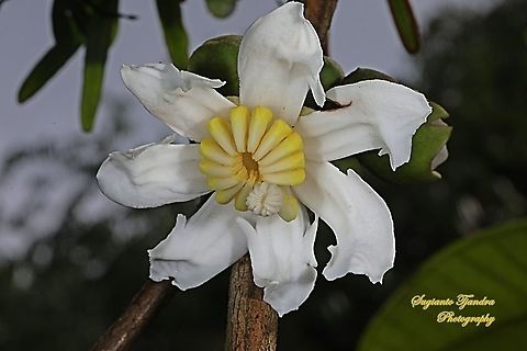 Harendong monyet / jambu tangkalak flower,  Bellucia axinanthera Jambu tangkalak is the name of a type of fruit tree belonging to the Senggani tribe (Melastomataceae). In West Java , this fruit is also known as jamolok , harendong gede, harendong raja , harendong monyet or commonly known as harendong .

In Spanish it is known as guayabilla or pera . While the scientific name is Bellucia axinanthera
It is estimated that Tangkalak guava was imported from Costa Rica with the intention of being used for its fruit. This tree grows quickly, and at the age of one year it can bear fruit as long as it gets enough sunlight . Suitable for the climate in Indonesia , these plants then spread and spread everywhere. It may also have been planted in several places as a ground cover crop, to prevent erosion . At suitable locations, guava tangkalak quickly become weeds that dominate the lower layer of secondary forest . This weed can be found, for example in Bogor , Sukabumi , South Sumatra, Jambi and West Kalimantan .

The fruit is preferred by frugivores such as civets , squirrels , monkeys and various types of birds . At the same time, these animals act as seed dispersers.

In Bogor, the broad guava leaves are used as food wrappers during the feast ; while the wood is used as fire wood . Bellucia pentamera,Geotagged,Indonesia,Spring