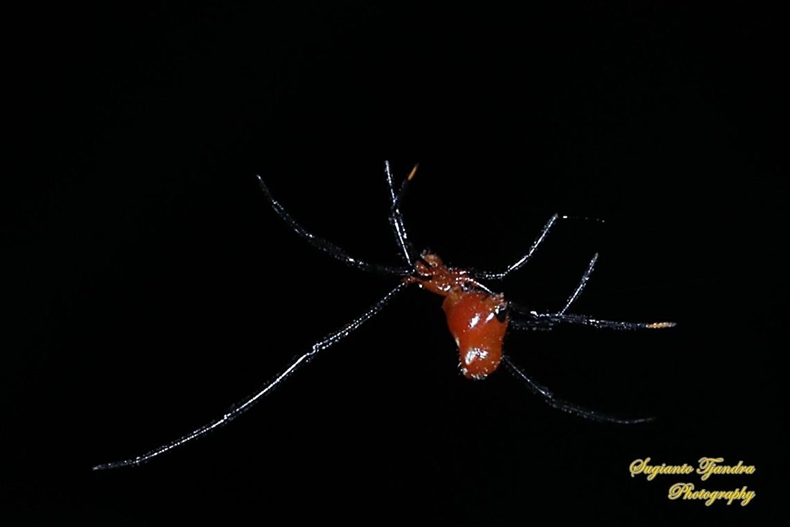 The red and silver dewdrop spider, Argyrodes flavescens  Argyrodes flavescens,Geotagged,Indonesia,Red and silver dewdrop spider,Spring