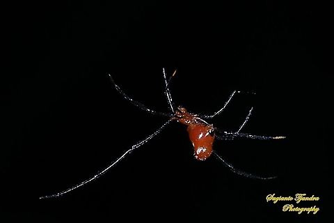 The red and silver dewdrop spider, Argyrodes flavescens  Argyrodes flavescens,Geotagged,Indonesia,Red and silver dewdrop spider,Spring