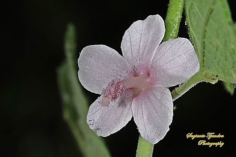 Caesarweed flower, Urena lobata  Caesarweed,Geotagged,Indonesia,Spring,Urena lobata