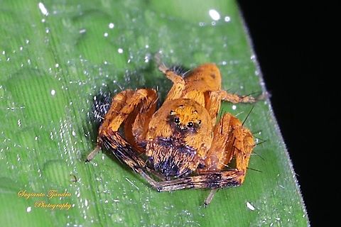 Asian lynx spider, Hamadruas Sp (Oxyopidae)  Geotagged,Indonesia,Spring