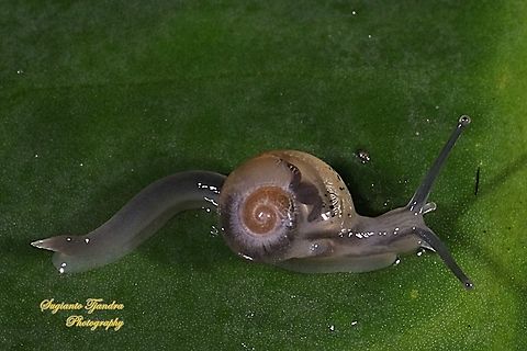 Soft shell garden snail  Geotagged,Indonesia,Spring