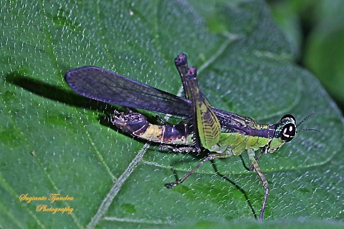 Monkey Hopper, Erucius sp.  Geotagged,Indonesia,Spring