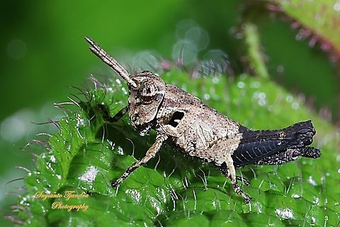 Bicolor Pigmy grasshopper, Tetrigidae  Geotagged,Indonesia,Spring
