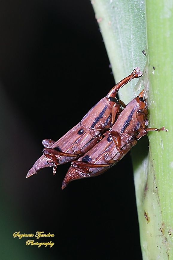 Sphenophorini Weevils, subfamily Dryophthorinae, family Dryophothoridae - mating  Geotagged,Indonesia,Spring