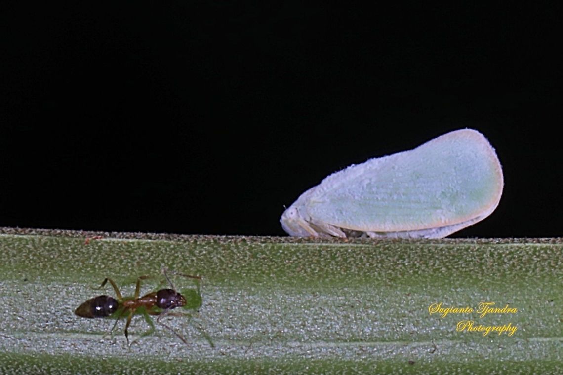 A Carpenter Ant, Formicidae and a Flatid planthopper, Flatidae  Geotagged,Indonesia,Spring