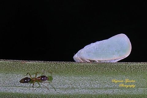 A Carpenter Ant, Formicidae and a Flatid planthopper, Flatidae  Geotagged,Indonesia,Spring