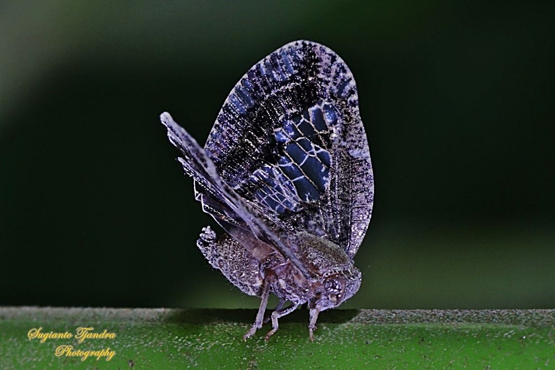 Ricaniid Planthopper, Ricania speculum, Ricaniidae  Geotagged,Indonesia,Ricania speculum,Ricaniid Planthopper,Spring