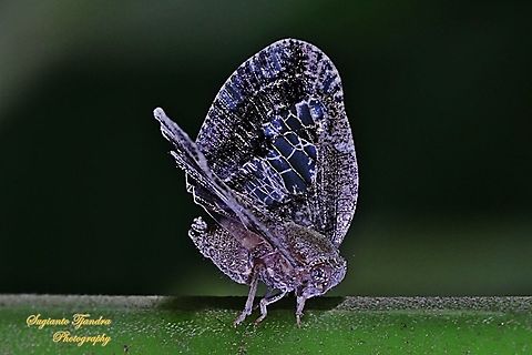 Ricaniid Planthopper, Ricania speculum, Ricaniidae  Geotagged,Indonesia,Ricania speculum,Ricaniid Planthopper,Spring